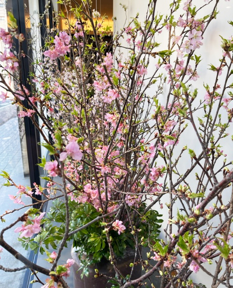 春の気配を感じる季節になりました。今月のフォトギャラリーは「桃の花」。弥生時代に中国から伝わったと言われ、邪気を払うとも言われる人気の「春告げ花」です。