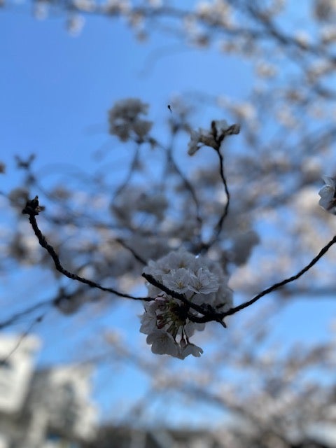 桜のリキュールで春を満喫！